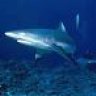 WhiteTip